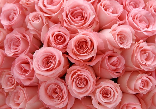 108 Stems Pink Rose
