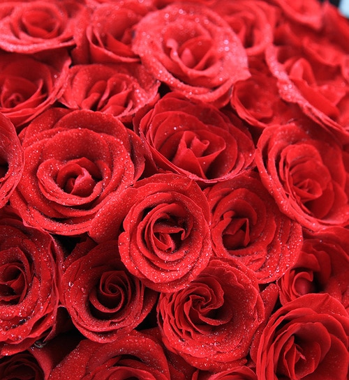 108 Stems Red Rose