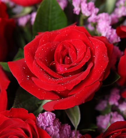 11 Stems Red Rose with Some Light Purple Statice
