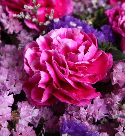 16 Stems Purple-red Carnation with Pink Statice & Limonium
