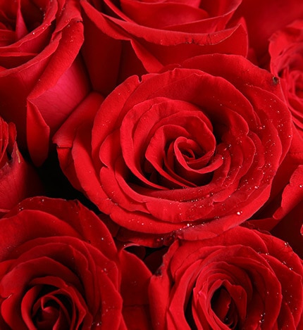 19 Stems Red Rose