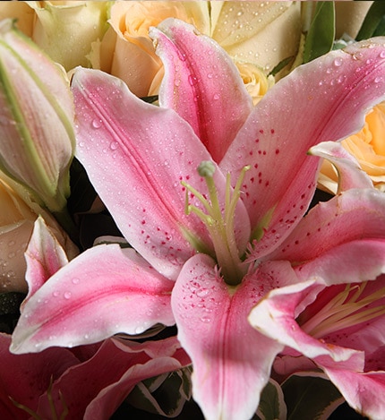 29 Stems Champagne Rose & 3 Stems Pink Oriental Lily with Heiwingia