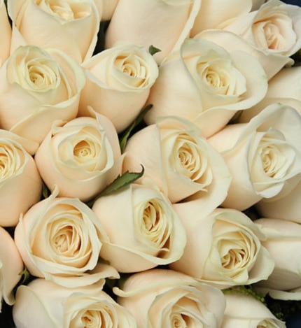29 Stems White Rose
