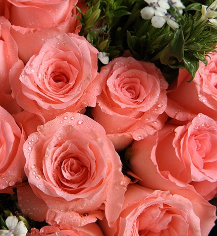33 Stems Pink Rose & 5 Stems White Minor Flower