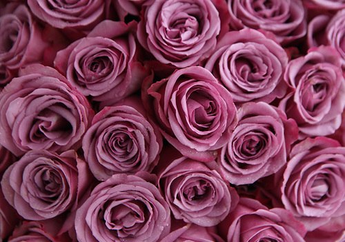 33 Stems Purple Rose