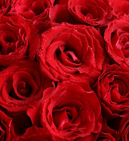 33 Stems Red Rose