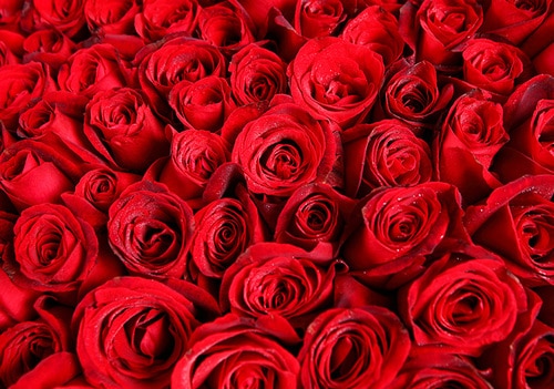 365 Stems Red Rose
