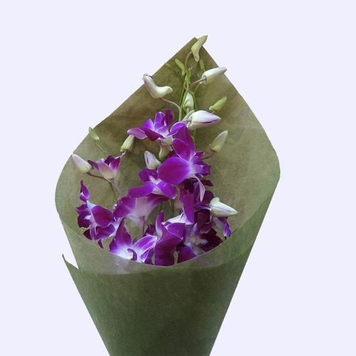 5 Stems Purple Singapo Orchid