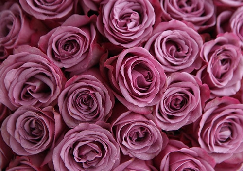 50 Stems Purple Rose