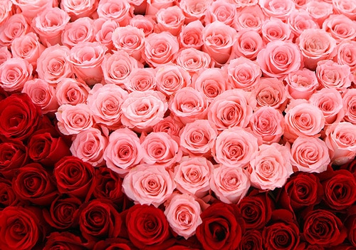 520 Stems (321 Stems Red Rose & 199 Stems Pink Rose)
