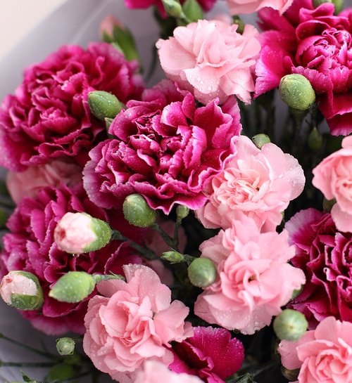 9 Stems Purple Carnation And 10 Stems Pink Spray Carnation