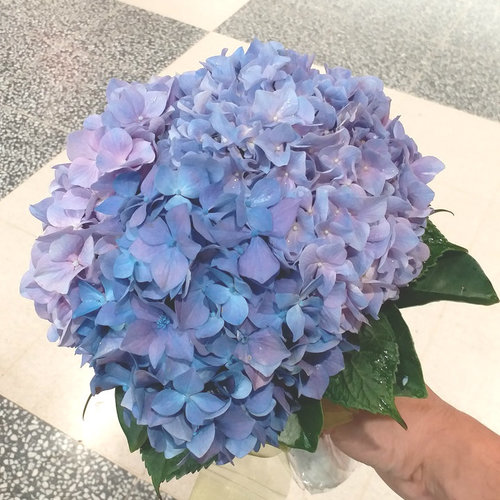 Over 3 Stems Hydrangea Wedding Bouquet